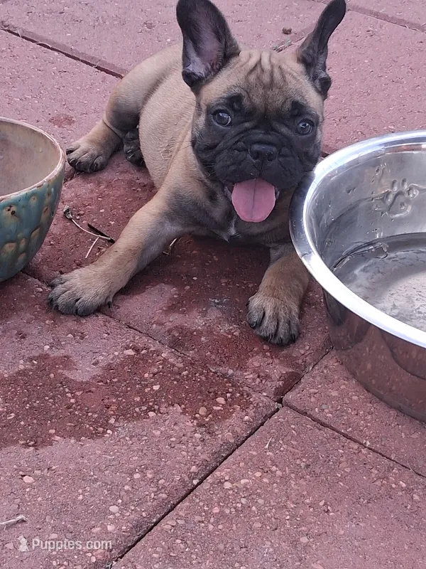 Missy – French Bulldog puppy for sale in Houston, TX