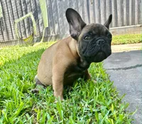 Babe, a female French Bulldog for sale in Houston, TX – 3 of 10