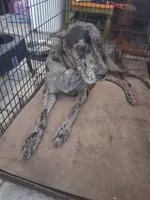 Tex, a male Great Dane for sale in Houston, TX – 2 of 3