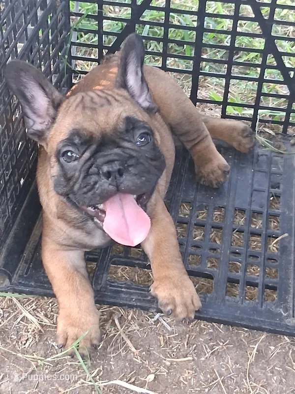 Charlie – French Bulldog puppy for sale in Houston, TX