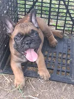 Charlie, a male French Bulldog for sale in Houston, TX – 1 of 1