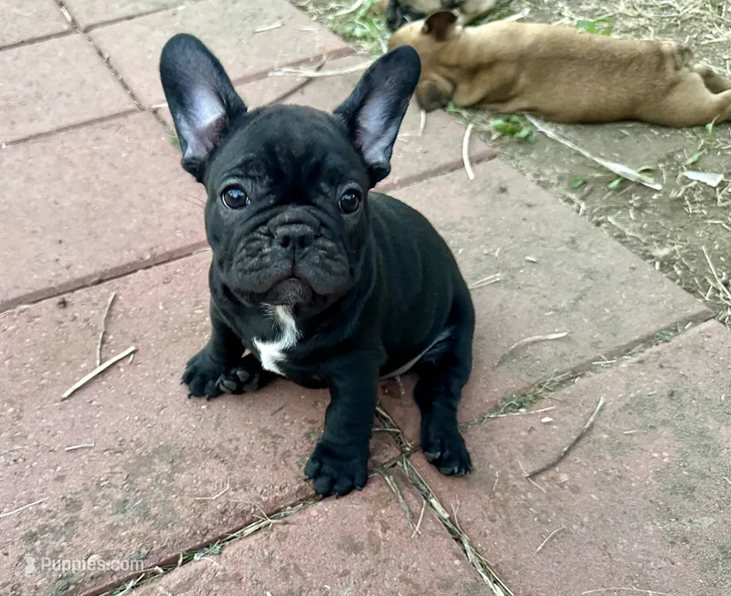 Lady – French Bulldog puppy for sale in Houston, TX