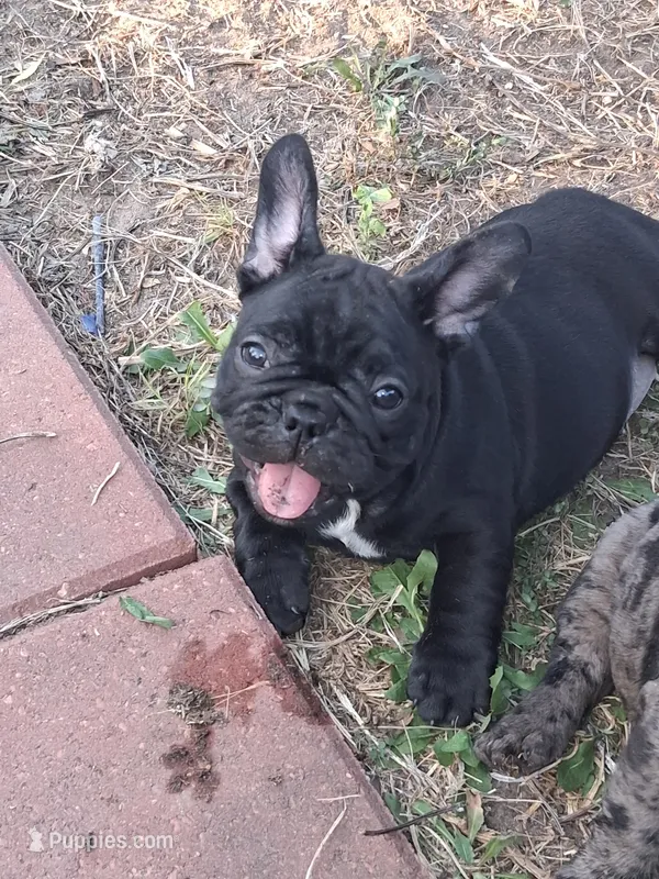 Lady – French Bulldog puppy for sale in Houston, TX