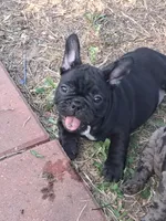 Lady, a female French Bulldog for sale in Houston, TX – 1 of 1