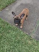 Babe, a female French Bulldog for sale in Houston, TX – 5 of 10