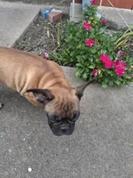 Babe, a female French Bulldog for sale in Houston, TX – 10 of 10