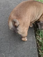 Babe, a female French Bulldog for sale in Houston, TX – 6 of 10