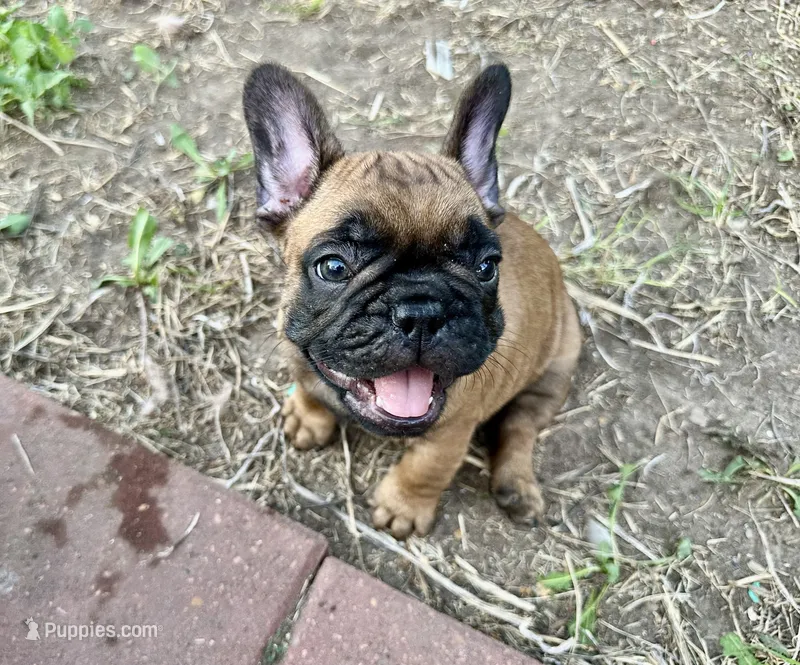 Charlie – French Bulldog puppy for sale in Houston, TX