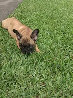 Babe, a female French Bulldog for sale in Houston, TX – 4 of 10