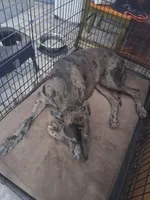 Tex, a male Great Dane for sale in Houston, TX – 3 of 3