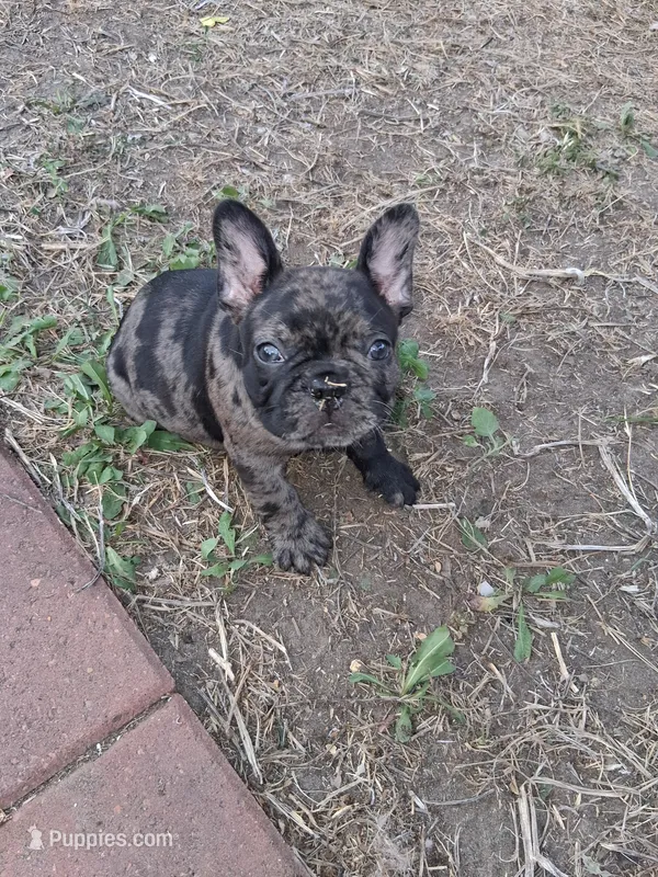 Queen – French Bulldog puppy for sale in Houston, TX