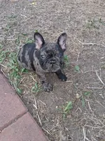 Queen, a male French Bulldog for sale in Houston, TX – 1 of 1
