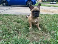 Sky, a female French Bulldog for sale in Houston, TX – 2 of 5