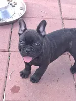 Warrior, a male French Bulldog for sale in Houston, TX – 1 of 1