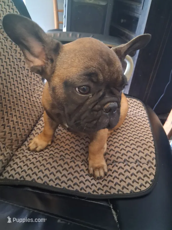 Babe – French Bulldog puppy for sale in Houston, TX