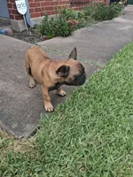 Babe, a female French Bulldog for sale in Houston, TX – 8 of 10