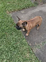 Babe, a female French Bulldog for sale in Houston, TX – 9 of 10