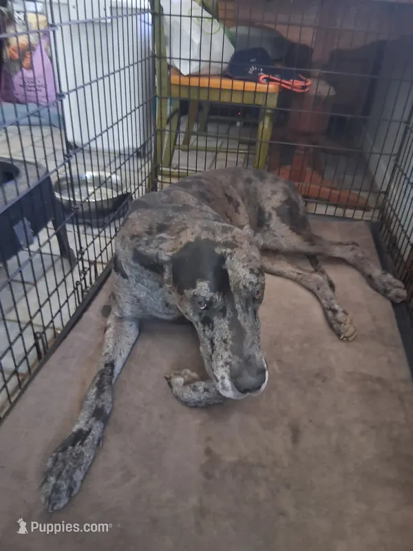 Tex – Great Dane puppy for sale in Houston, TX