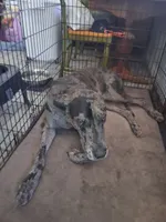 Tex, a male Great Dane for sale in Houston, TX – 1 of 3