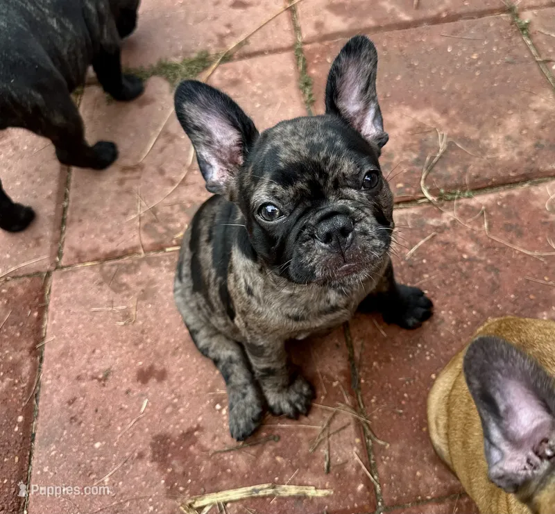 Queen – French Bulldog puppy for sale in Houston, TX