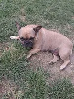 Sky, a female French Bulldog for sale in Houston, TX – 5 of 5