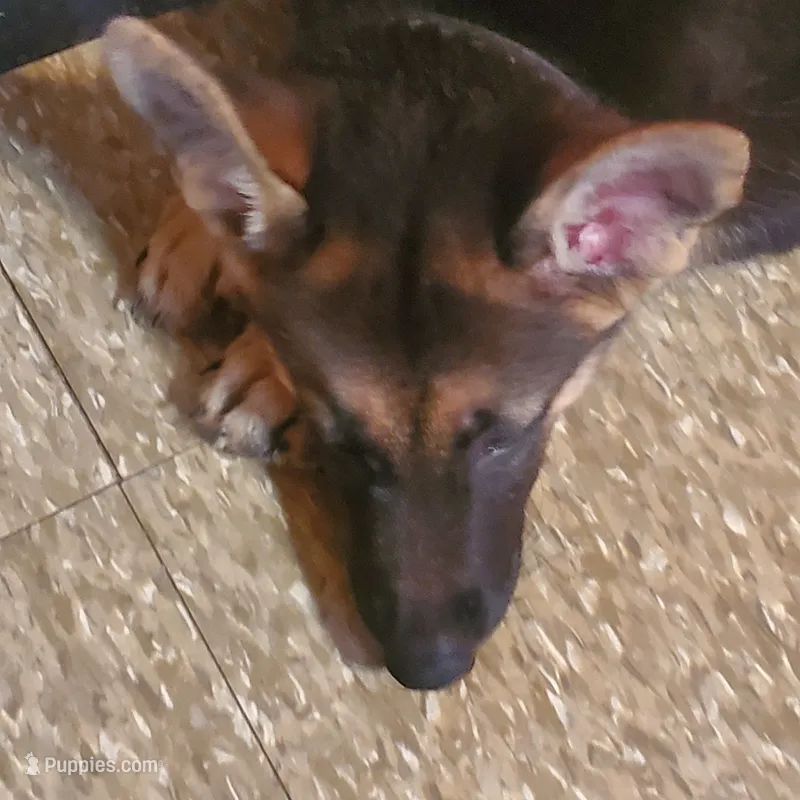 Olive – German Shepherd Dog puppy for sale in East Saint Louis, IL