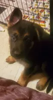 Pinki, a female German Shepherd Dog for sale in East Saint Louis, IL – 3 of 9