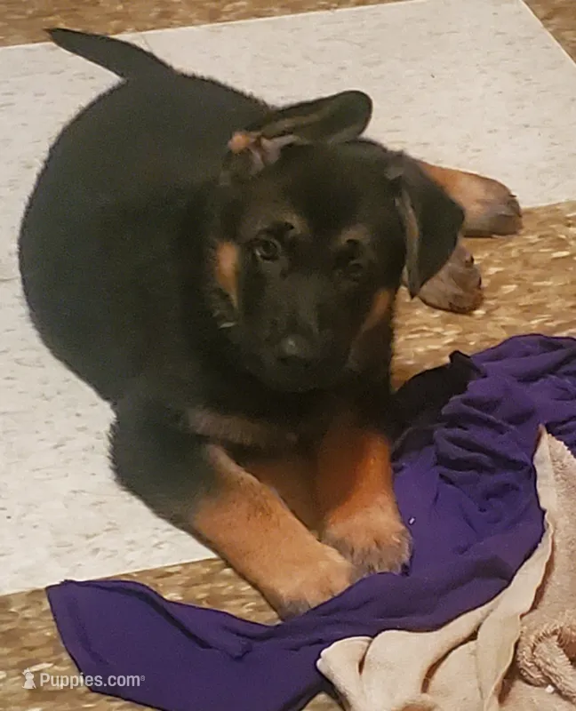 Pinki – German Shepherd Dog puppy for sale in East Saint Louis, IL