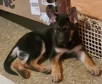 Olive, a female German Shepherd Dog for sale in East Saint Louis, IL – 3 of 3