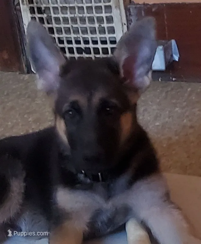 Olive – German Shepherd Dog puppy for sale in East Saint Louis, IL