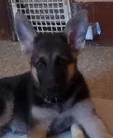 Olive, a female German Shepherd Dog for sale in East Saint Louis, IL – 2 of 3