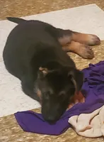 Pinki, a female German Shepherd Dog for sale in East Saint Louis, IL – 2 of 9