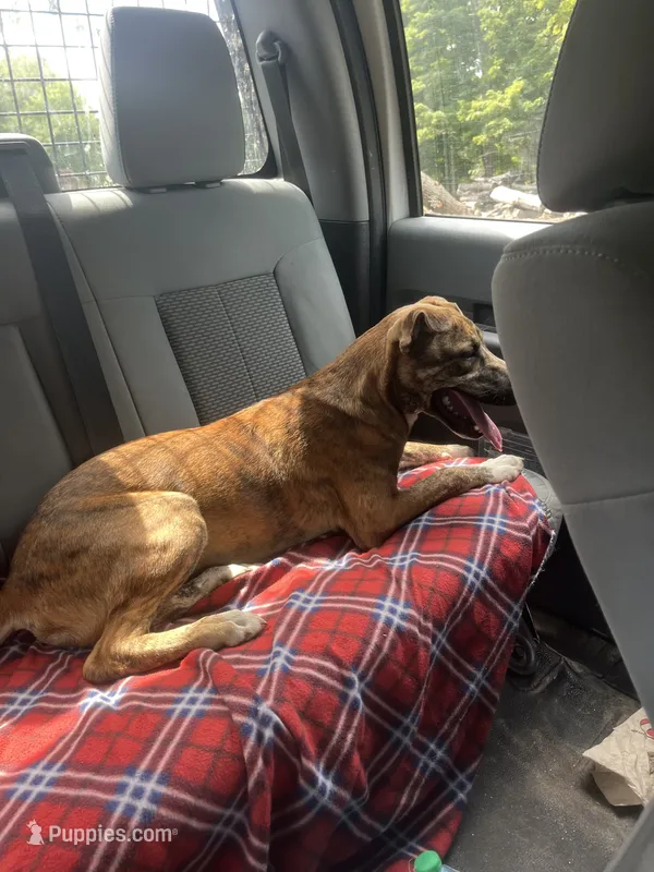 Max  – Plott puppy for sale in Plymouth, CT