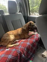 Max , a male Plott for sale in Plymouth, CT – 1 of 3