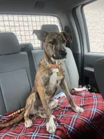 Max , a male Plott for sale in Plymouth, CT – 2 of 3