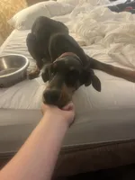 Star , a female Doberman Pinscher for sale in Plymouth, CT – 2 of 2