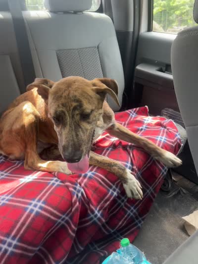 Max , a male Plott for sale in Plymouth, CT – 3 of 3