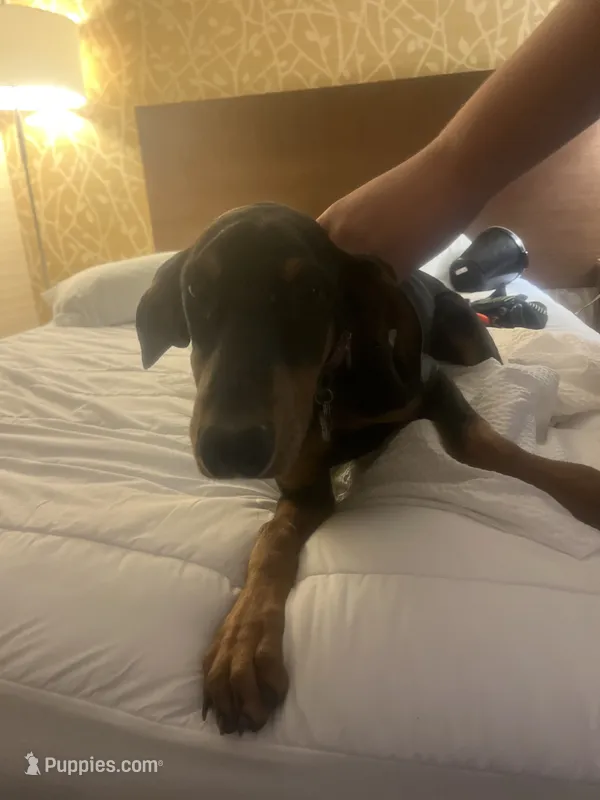 Star  – Doberman Pinscher puppy for sale in Plymouth, CT