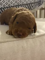 Willow/Girl 🎀: Mini-petite Goldendoodle , a female Miniature Goldendoodle for sale in Jacksonville Beach, FL – 3 of 5