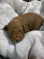 Willow/Girl 🎀: Mini-petite Goldendoodle , a female Miniature Goldendoodle for sale in Jacksonville Beach, FL – 5 of 5