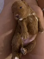 Willow/Girl 🎀: Mini-petite Goldendoodle , a female Miniature Goldendoodle for sale in Jacksonville Beach, FL – 4 of 5