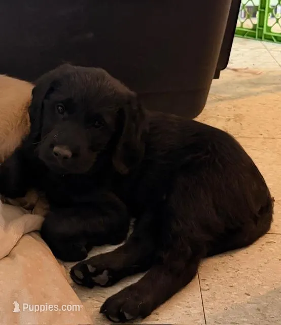 Red Boy (AKA Jet), a male Labradoodle for sale in McAllister, MT – Photo 1 of 1