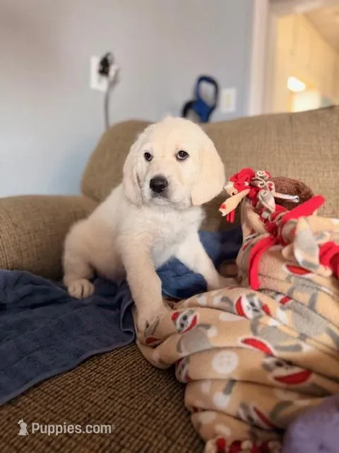 Blue Boy (AKA Moose, Mo)