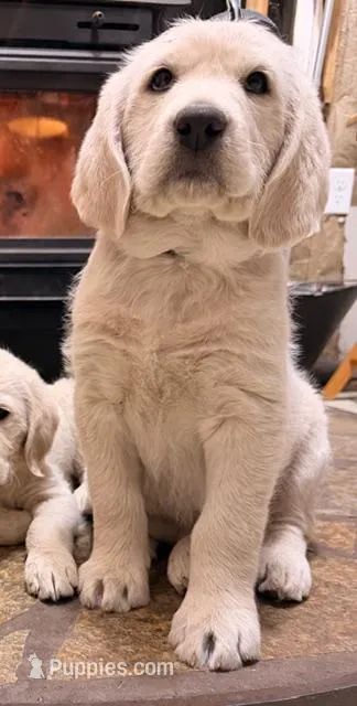 Blue Boy (AKA Moose, Mo)