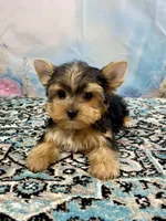 McGuire , a male Yorkshire Terrier for sale in Stantonville, TN – 3 of 8