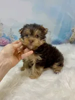 “CHIP” Chocolate, a male Yorkshire Terrier for sale in Stantonville, TN – 9 of 10