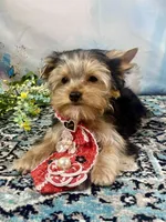 Mackey, a male Yorkshire Terrier for sale in Stantonville, TN – 4 of 10