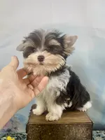 Lux Chocolate Parti, a male Yorkshire Terrier for sale in Stantonville, TN – 3 of 10