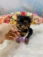 Micro Matilda Jane Teeny Tiny Yorkie , a female Yorkshire Terrier for sale in Stantonville, TN – 2 of 10
