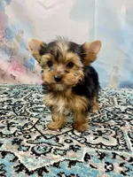 Mackey, a male Yorkshire Terrier for sale in Stantonville, TN – 3 of 7